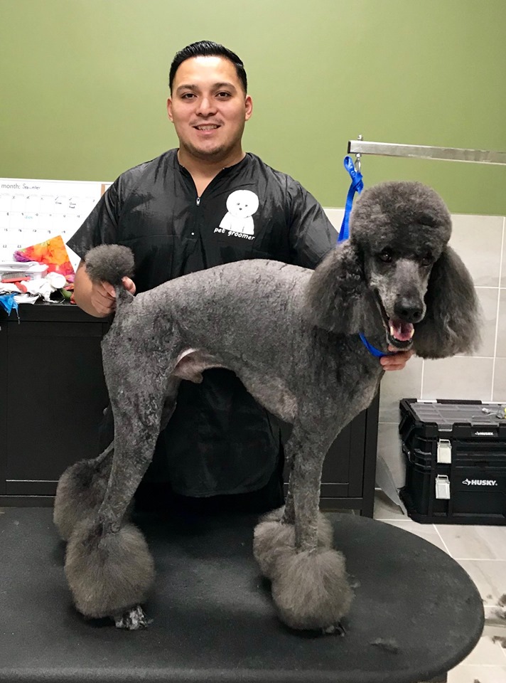 Our groomer Andres is standing behind a black standard poodle. He is smiling at the camera. 