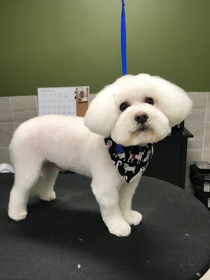 A white fluffy dog is standing on the grooming table. They are wearing a black and white bandana. 