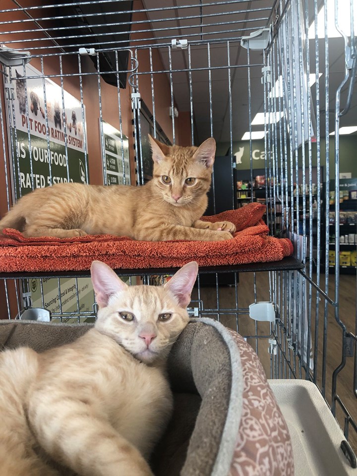 Two orange tabby cats are lounging in their beds.