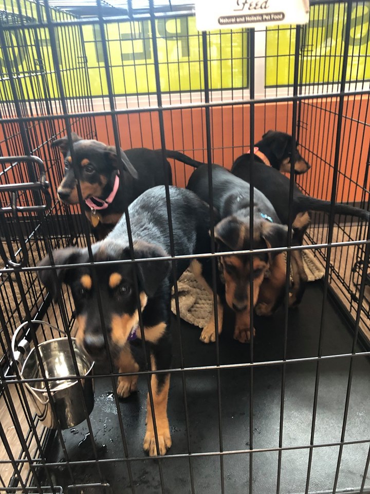 A kennel full of brown and black puppies are pictured. 