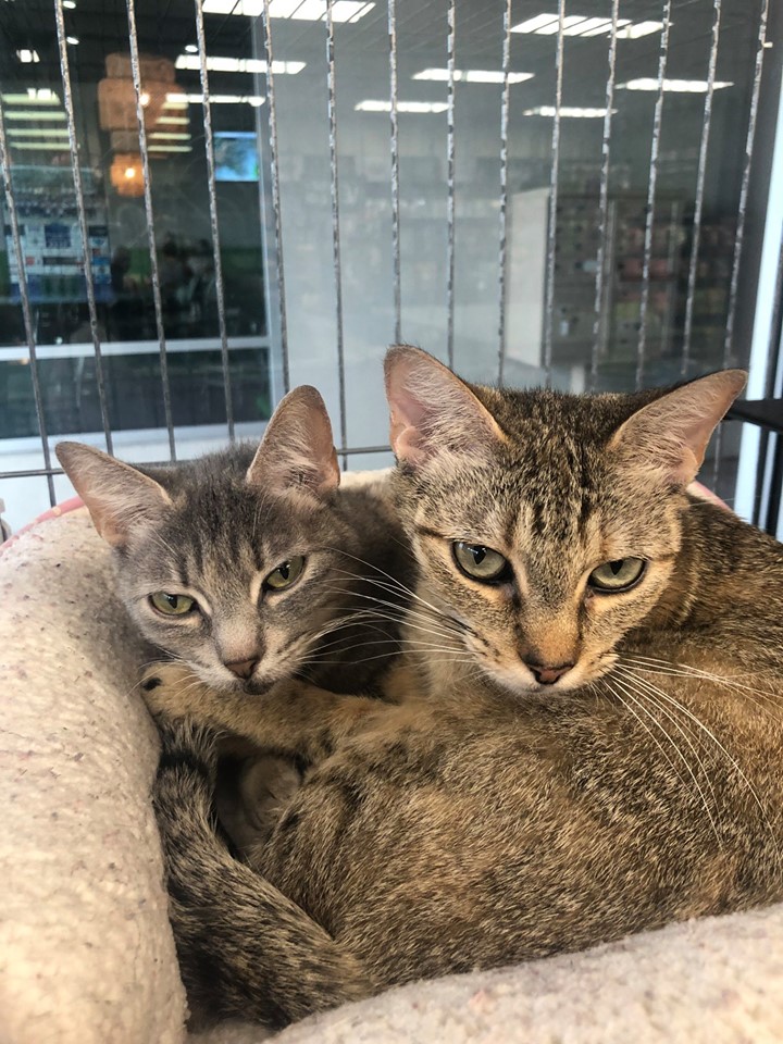 Two brown and black tabby cats are laying together in a bed, holding onto each other and staring at the camera. 