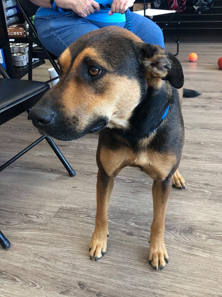 A brown and black dog is pictured, looking to the left of the camera. 