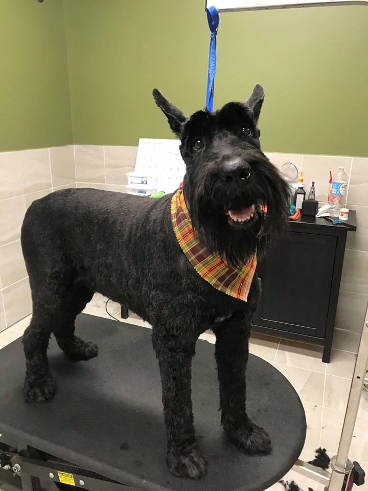 A large black scottish terrier is standing on the grooming table, wearing a plaid bandana. He is showing off his fresh new cut. 