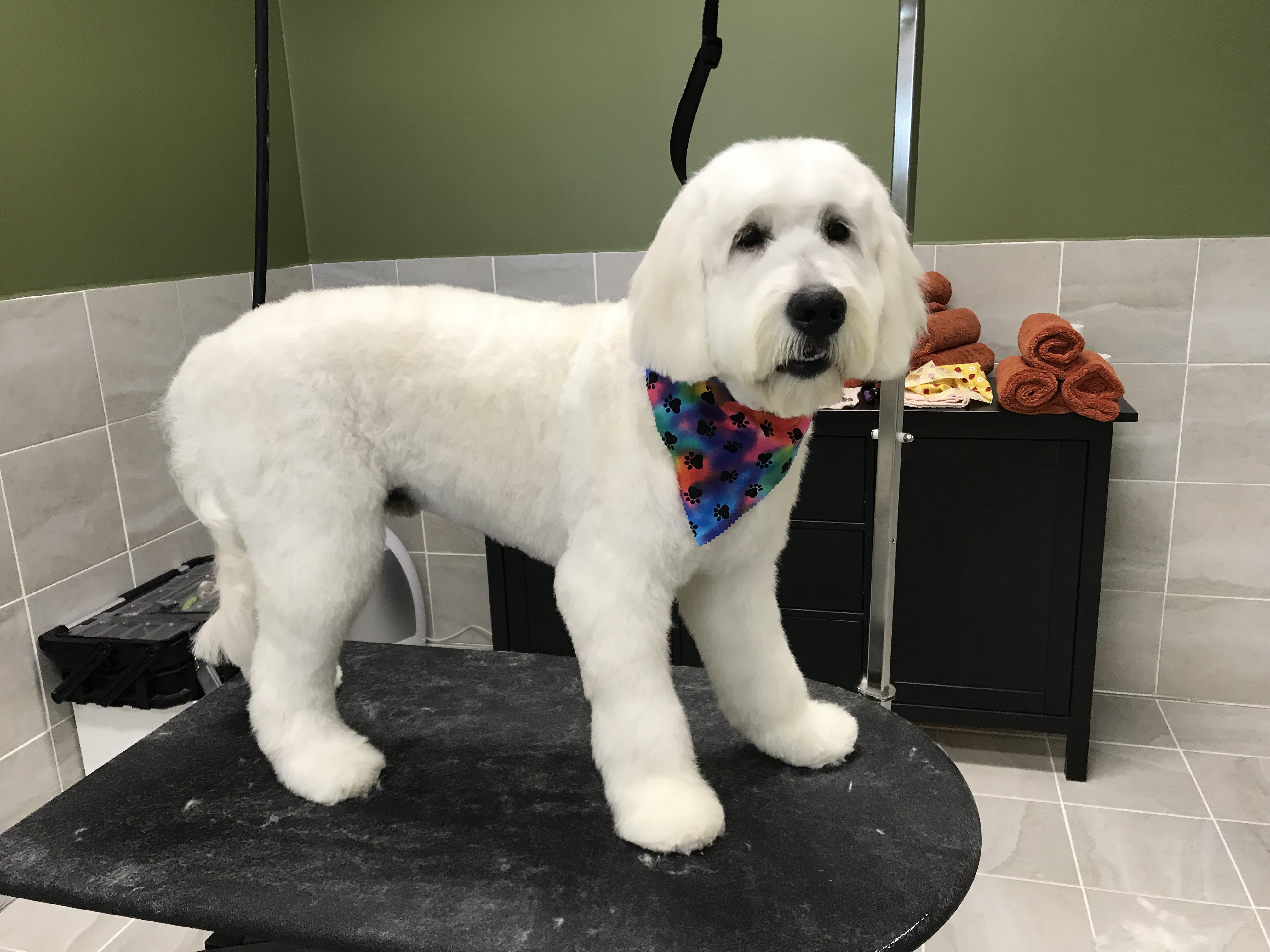 A medium sized white Doodle is standing on the grooming table, wearing a floral bandana and showing off their fresh haircut. 
