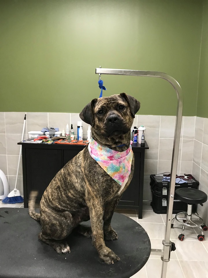 A large brown and black dog with a brindle coat is sitting on a grooming table, wearing a pink bandana. 