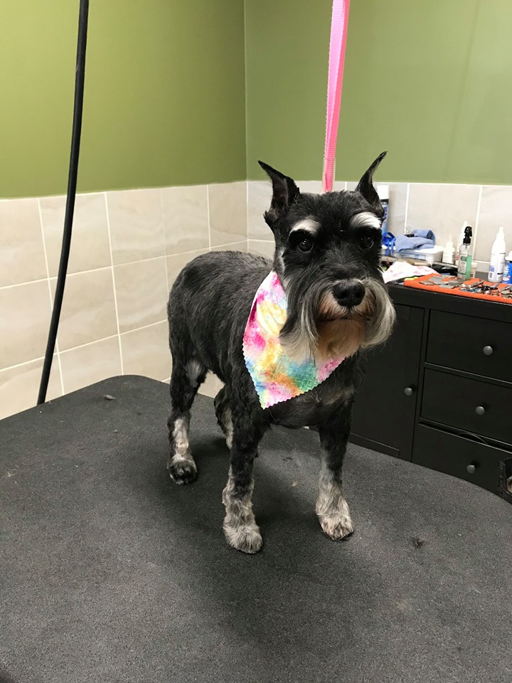 A black scottish terrier is standing on the grooming table after being freshly groomed. They are wearing a pink bandana. 