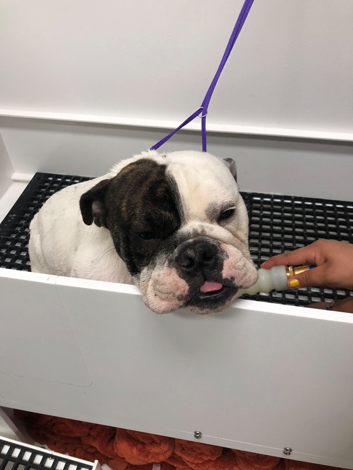 A black and white bull dog is pictured in the self wash tub. 