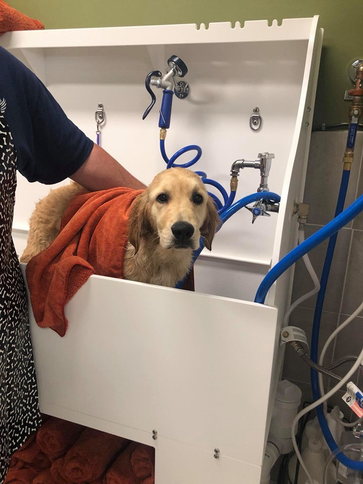 A golden retriever is pictured in the grooming tub, with an orange towel over their back. 
