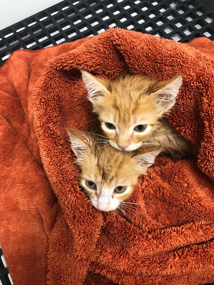 Two tiny baby orange tabby kittens are pictured, wrapped up together in an orange towel. 